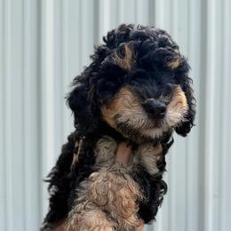Gemma - Phantom female Poodle puppy in Waco, Texas from Poodle Paradise