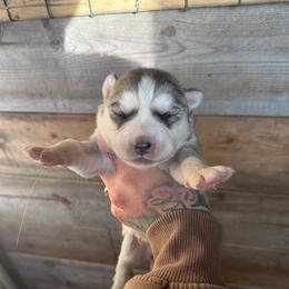 Girl 2 - Sable and white female Siberian Husky puppy in Iron River, Wisconsin from Wiemeri Siberians