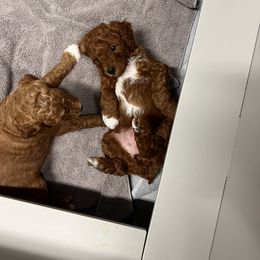Goldendoodle Puppies from Labradoodleday