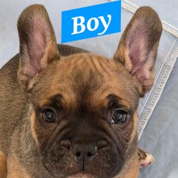 Red - Fawn male French Bulldog puppy in Whittier, California from West Coast Bullies & Frenchies