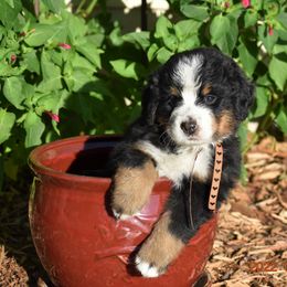 "Brown Sugar   Femal;e" Bernese Mountain Dog Puppies from Wilderness Way Berners