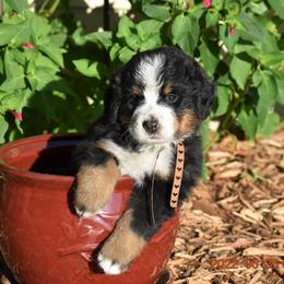 "Brown Sugar   Femal;e" Bernese Mountain Dog Puppies from Wilderness Way Berners
