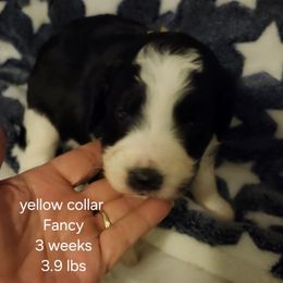 Yellow collar fancy - Black and white female Bernedoodle puppy in Fairmount, Indiana from Capens' Doodles,Poodles and Poo's