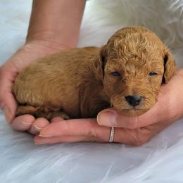Mark - Apricot male Poodle puppy in Palmyra, Nebraska from Nebraska K9's