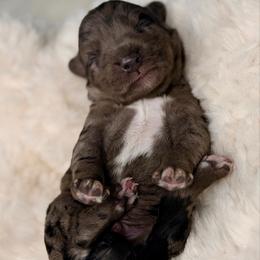 Platinum - Blue male Australian Labradoodle puppy in Brush Prairie, Washington from Fancy Pants Labradoodles