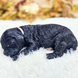 Cyan - Black female Poodle puppy in Gaylord, Michigan from Dog Mom Co. Poodles