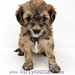 Goldendoodle Puppies from Curlydoodles