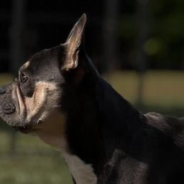 French Bulldogs from Michael Shepherd