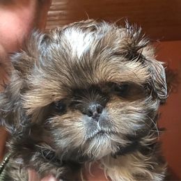 French Fry - Red and white male Shih Tzu puppy in Nekoosa, Wisconsin from Brox Acres House of Fur LLC