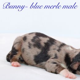 Bunny - Australian Shepherd puppy in Coldwater, Michigan from Northern Star Australian Shepherds