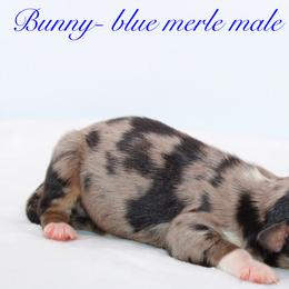 Bunny - Australian Shepherd puppy in Coldwater, Michigan from Northern Star Australian Shepherds
