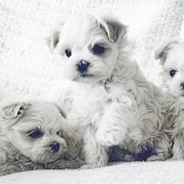 Maltese Puppies from Rockin Rivers AKC Maltese & Malshi's