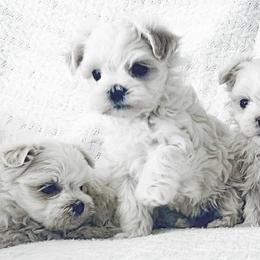 Maltese Puppies from Rockin Rivers AKC Maltese & Malshi's