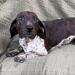 Penelope - Dachshund