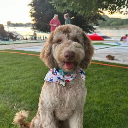 Odie - Goldendoodle