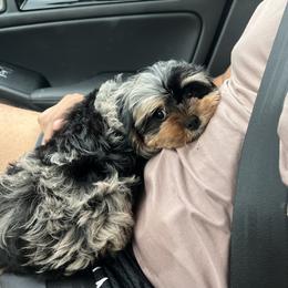 Cavapoo Puppies from Woodland poodles and Cavapoos