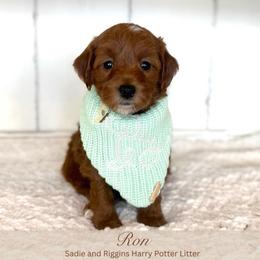 Ron (READ DESCRIPTION) - Red  male Goldendoodle puppy in Saratoga Springs, Utah from DayDreamDoodles