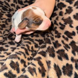 Piebald - Piebald male Dachshund puppy in Canastota, New York from Diamond Dachshunds