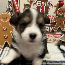 FLUFFY TRI - Pembroke Welsh Corgi puppy from Cooler Farms Corgis
