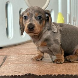 Creme - Dapple male Dachshund puppy in San Diego, California from Dachshunters
