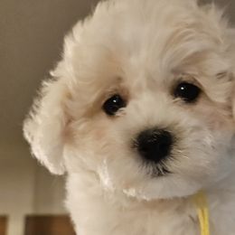 Bichon Frise Puppies from Blooming Bichons