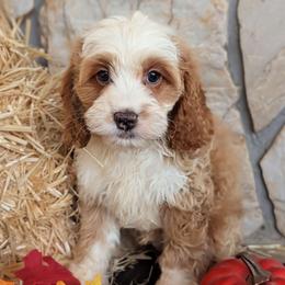 Koda - Buff and white male Cockapoo puppy in Salt Lake City, Utah from Utah Cocker Spaniels
