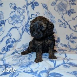 Jade - Brown and tan female Cockapoo puppy in Sunset, Louisiana from Cano Cockapoos