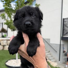 Pink Female - Black female German Shepherd puppy in Saratoga Springs, Utah from Vom Stille Teufelshunde Kennels
