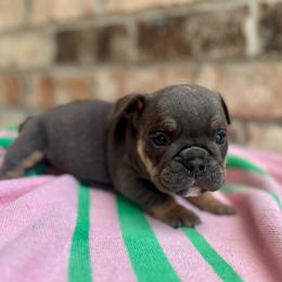 Cindy - Blue tri-color female Bulldog puppy in Hernando, Mississippi from Blues City Bulldogs
