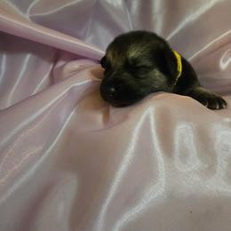 Shiloh Shepherd Puppies from Heritage Shilohs