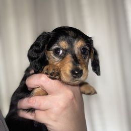 Dachshund and Miniature Australian Shepherd Puppies from Ironwood Doxies & Aussies