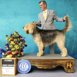 Otterhound All Grown Up from Con Cara Kennels