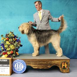Otterhound All Grown Up from Con Cara Kennels