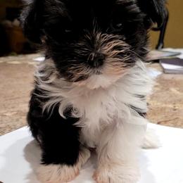 Maltese and Morkie Puppies from K and E Small Breed Puppies