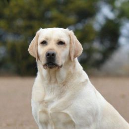 Martina "Tina" - Labrador Retriever