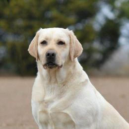 Martina "Tina" - Labrador Retriever
