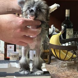 Slate hairless female - Slate female Chinese Crested puppy in Sweet Home, Oregon from Rhapsody Poodles & Cresteds