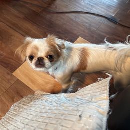 Lou Lou - Lemon and white female Japanese Chin puppy in New York, New York from Cherishing Chins
