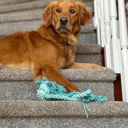 Rosie - Golden Retriever