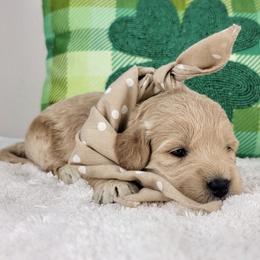 Alice - Apricot female Goldendoodle puppy in Temecula, California from Oodles O'Doodles