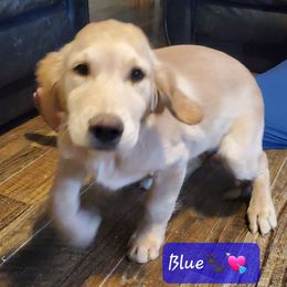 Golden Retriever Puppies from Goldens of Hamm Hollow