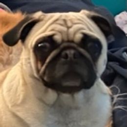 Poppy - Pug