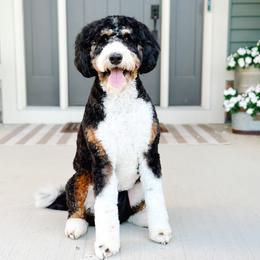 Goldie - Bernedoodle