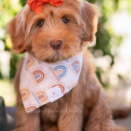 Australian Labradoodles from Saguaro Blossom Doodles