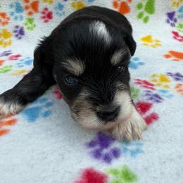 Maui - Black and silver male Miniature Schnauzer puppy in Lockney, West Virginia from S&T Kennels