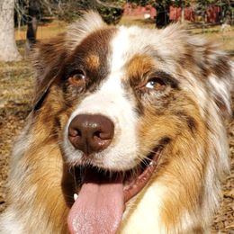 Josie - Australian Shepherd