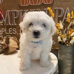 Cavapoo and Coton de Tulear Puppies from Big Gulch Puppies