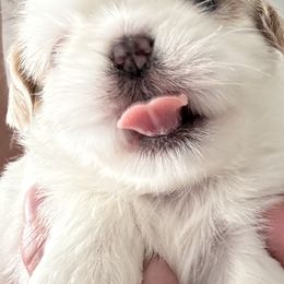 Blue - Blue male Shih Tzu puppy in Ridgecrest, California from Love4Shihtzu