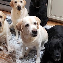 Labrador Retrievers from Nightmoone Labradors