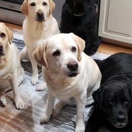 Labrador Retrievers from Nightmoone Labradors